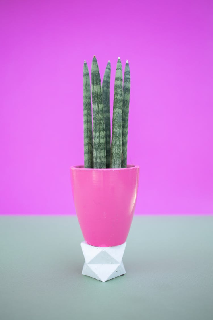 A Sansevieria Bacularis Plant In A Purple Pot With Stand