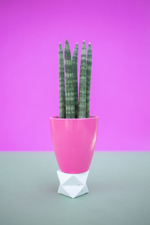 Free A vibrant Sansevieria plant in a modern pink pot against a purple background, emphasizing minimalist decor. Stock Photo