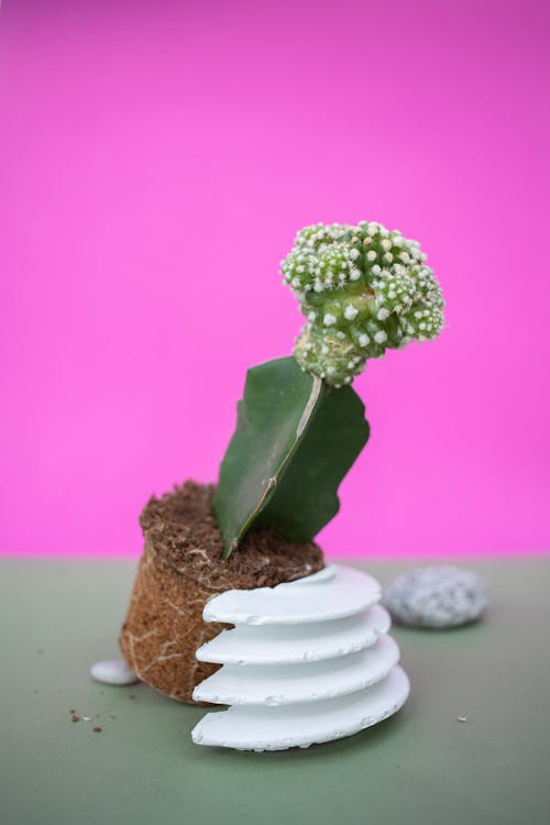 Ingyenes stockfotó ciprusi kaktusz, cserepestelen, egészséges témában Stockfotó