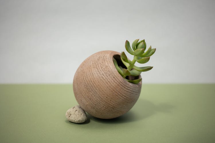 A Jade Plant On A Brown Pot