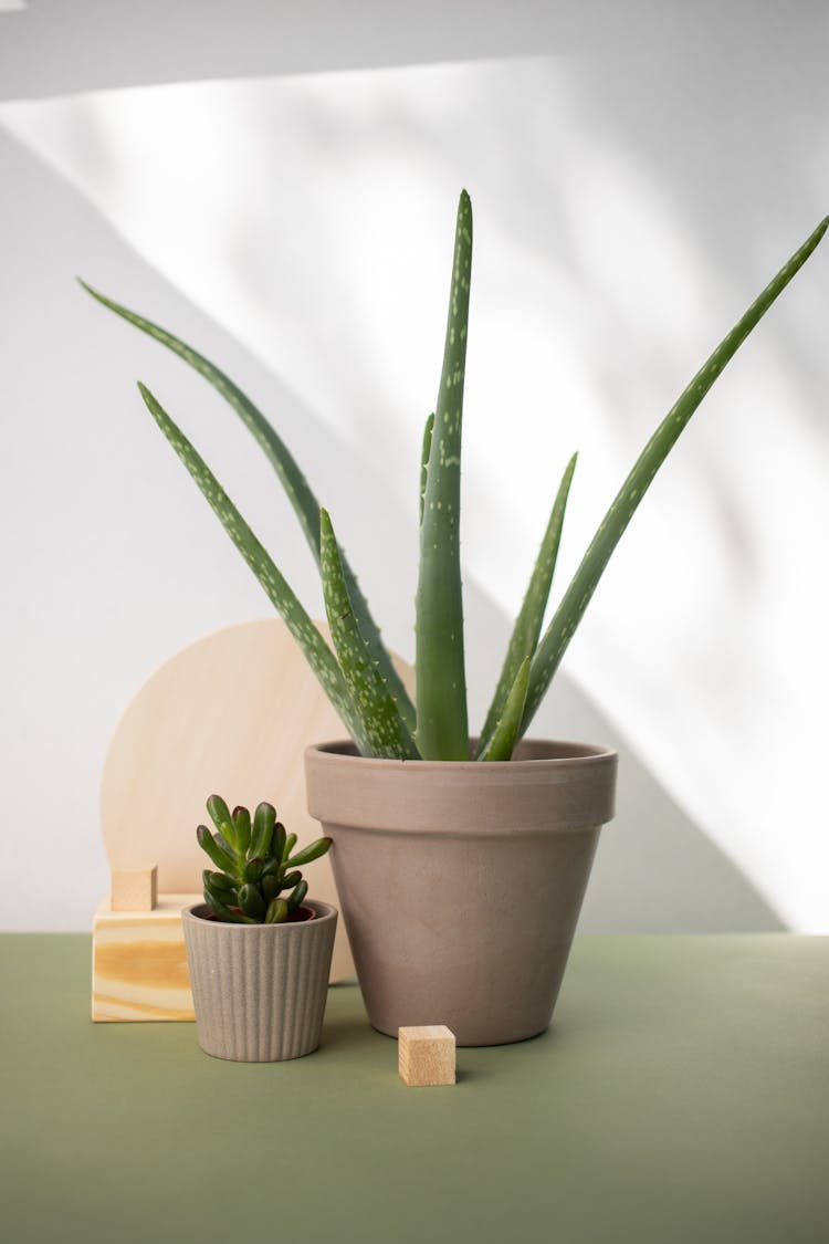 Plants In Pots On Green Table