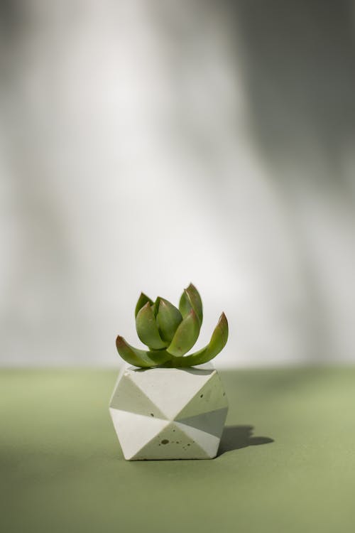 Free A Jade Plant on a White Symmetrical Pot Stock Photo