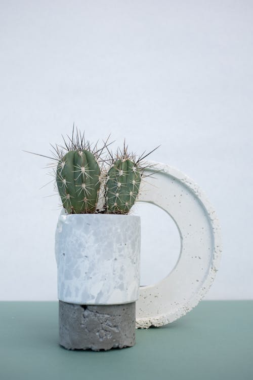 Free Green Cactus in White Ceramic Pot Stock Photo