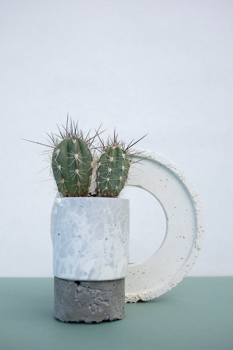 Modern Decoration With Cactus