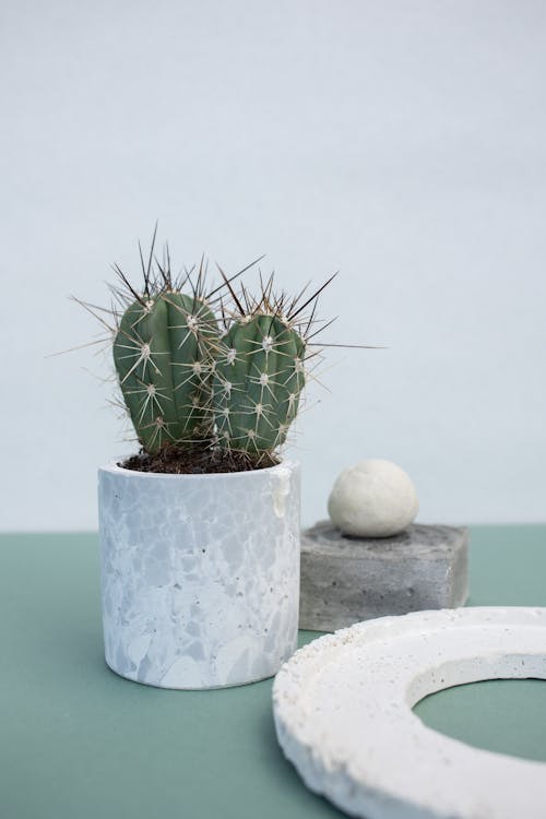 Free Green Cactus Plant on Blue Pot Stock Photo