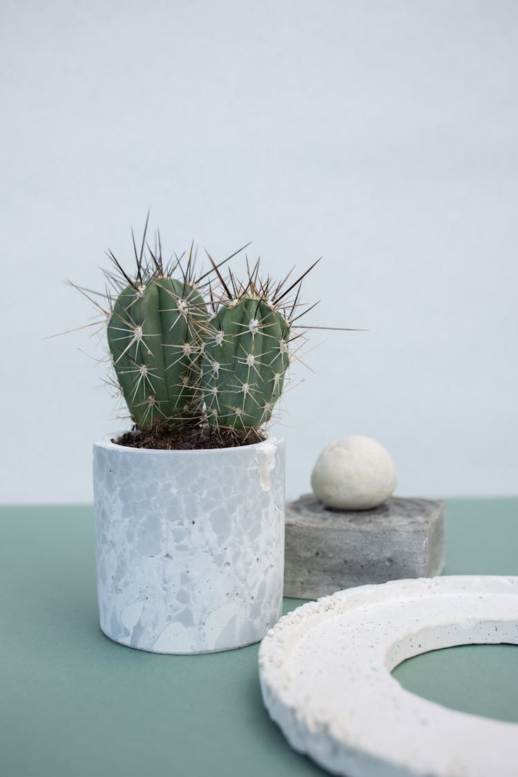 Modern Decoration With Cactus