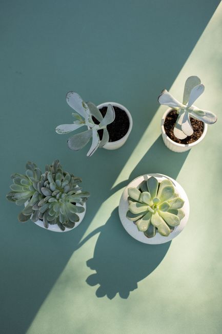 Minimalist top view of various succulents in sunlight, casting shadows.