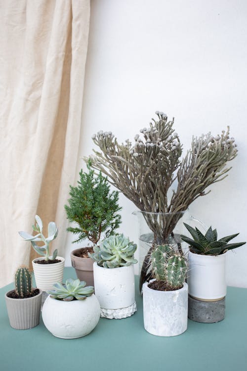 Free Succulents in Pots Stock Photo