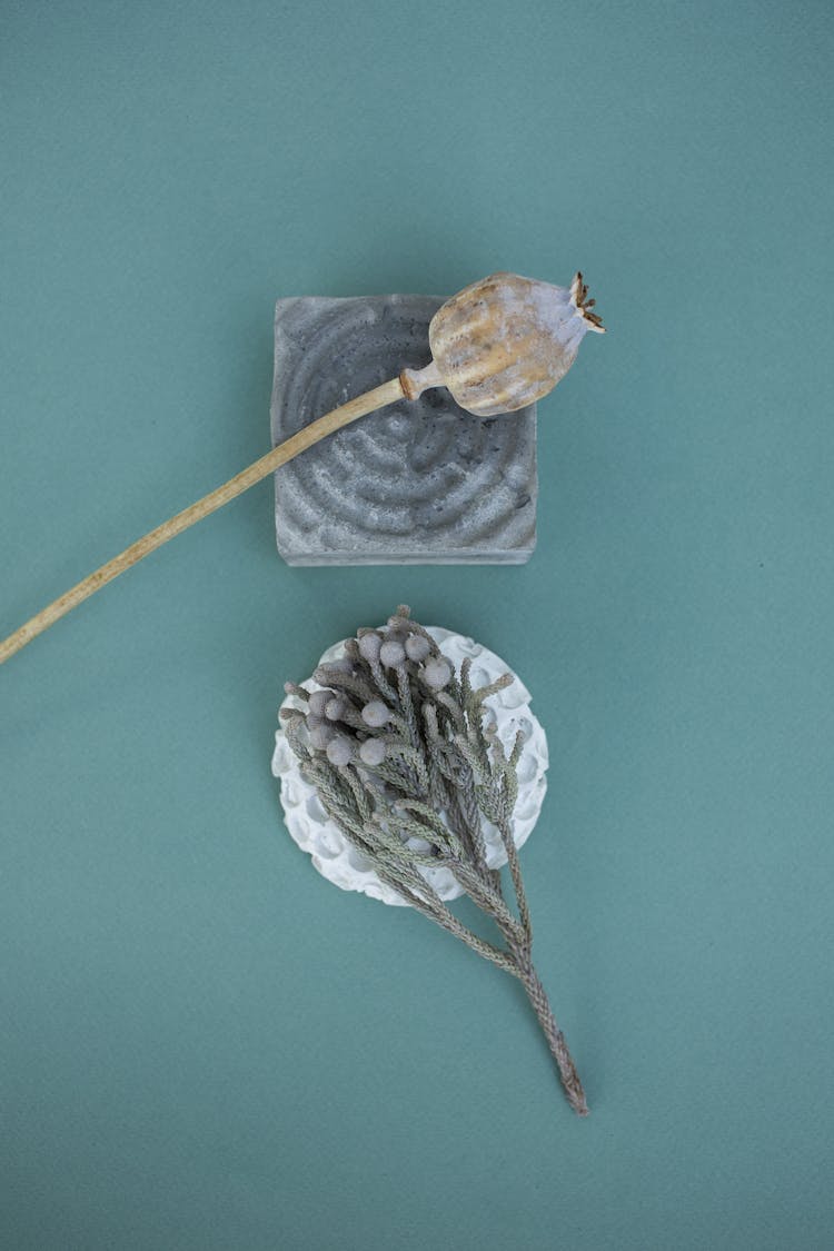 Studio Shot Of A Poppy Seed Pod And Some Twigs