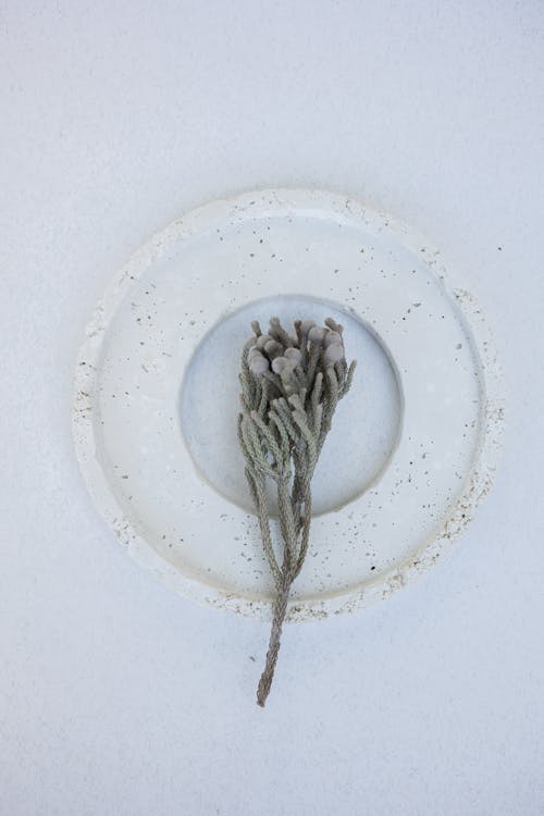 Dried Brunia Branch Lying on White Plate