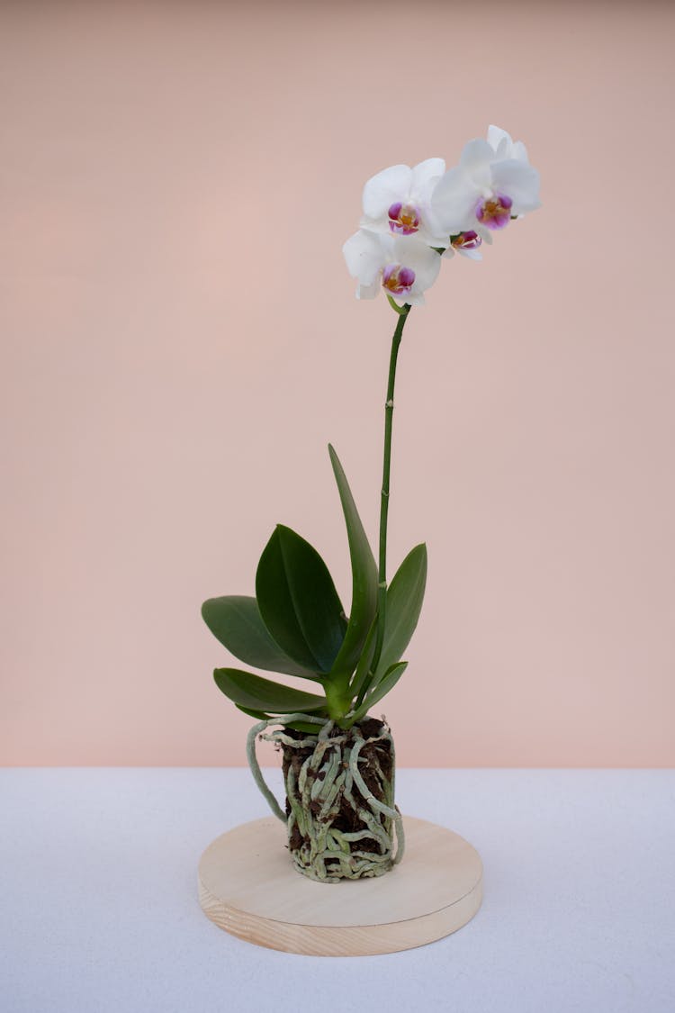 An Orchid Plant On A Round Wooden Board