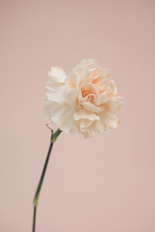 Free White Flower With Green Stem Stock Photo