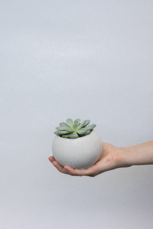 Free Person Holding Ceramic Vase With Succulent Plant Stock Photo