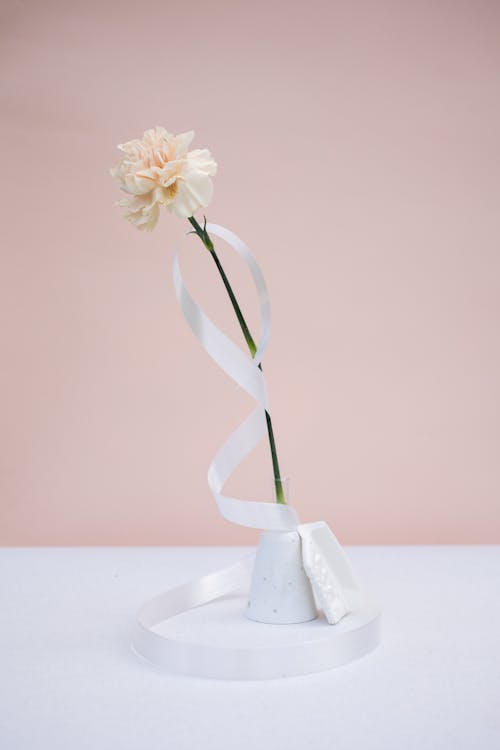 
A Close-Up Shot of a Carnation Flower and a Ribbon