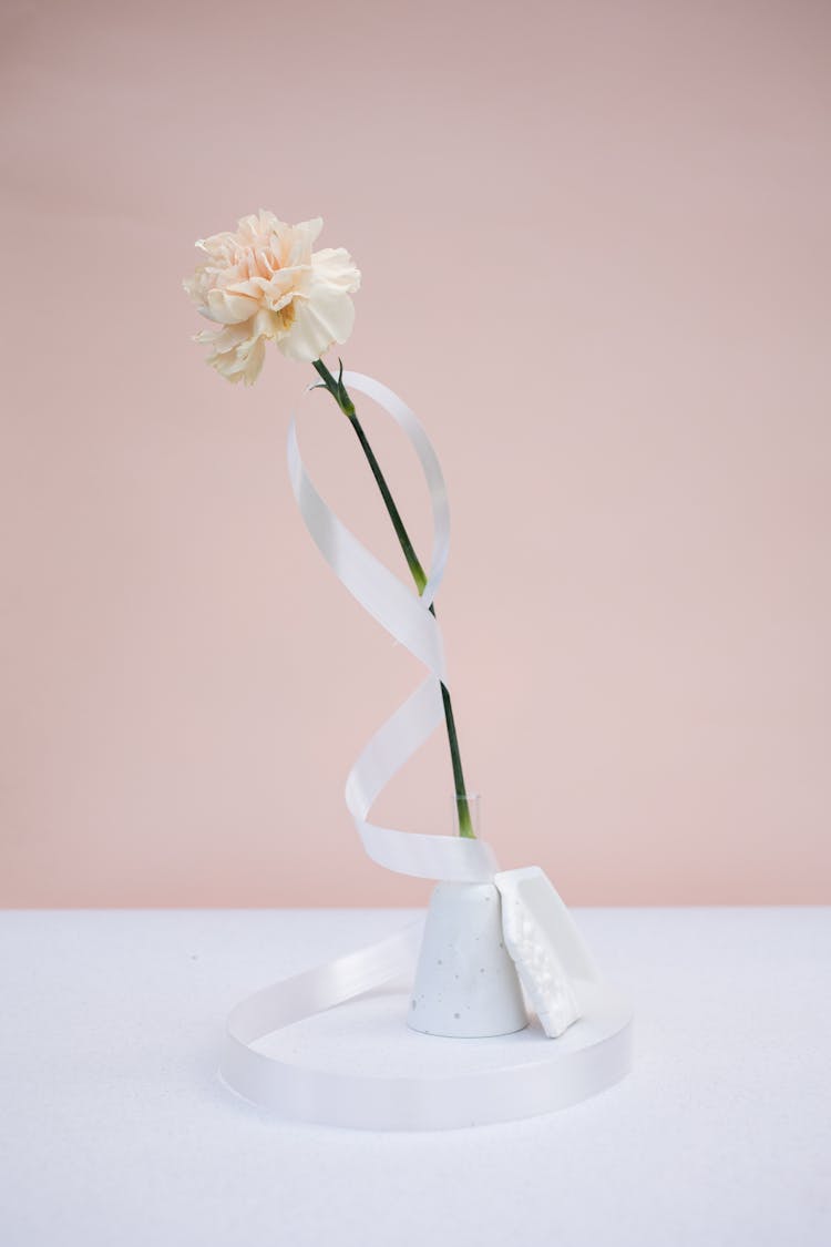 
A Close-Up Shot Of A Carnation Flower And A Ribbon