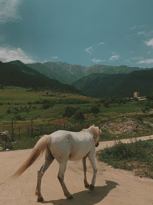 White Horse Walking On A Dirt Road