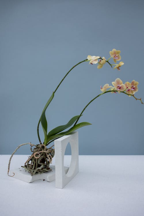 Photo of a Yellow Orchid on a Blue Background 