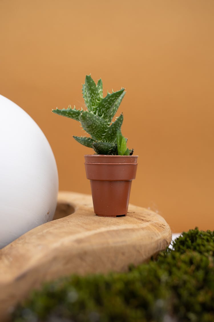 A Close-Up Shot Of A Potted Cactus