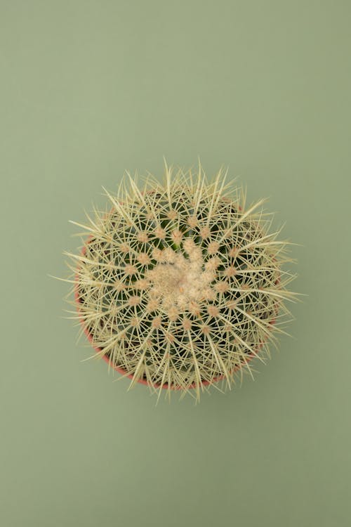 bezplatná Základová fotografie zdarma na téma detail, flóra, kaktus Základová fotografie