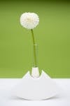 Free White Flower on White Paper Stock Photo