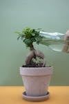 Free Green Plant on Pink Clay Pot Stock Photo