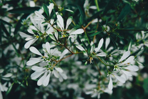 흰색 꽃잎 꽃의 선택적 초점 사진