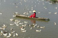 A Woman in Red Dress Wearing Conical Hat Riding on a Wooden Boat Surrounded by White Ducks