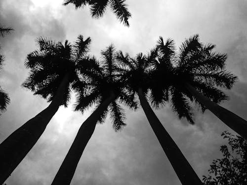 Kostnadsfri bild av himmel, kokospalmer, lågvinkelfotografi