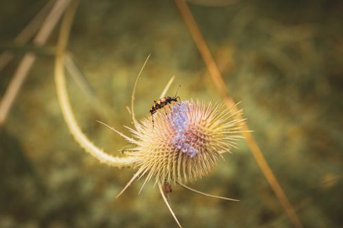 Free A bee perched on a thistle, showcasing the beauty of insect photography. Stock Photo