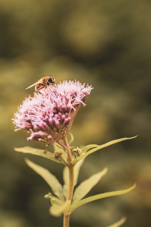 Photos gratuites de abeille, eupatoire cannabinum, fermer