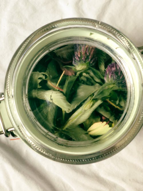 Green Leaves Inside the Clear Glass Jar