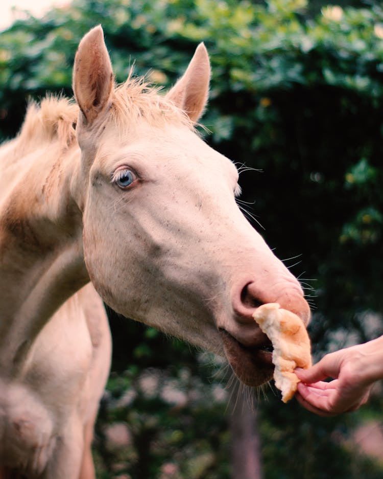 A Hand Feeding The White Horse