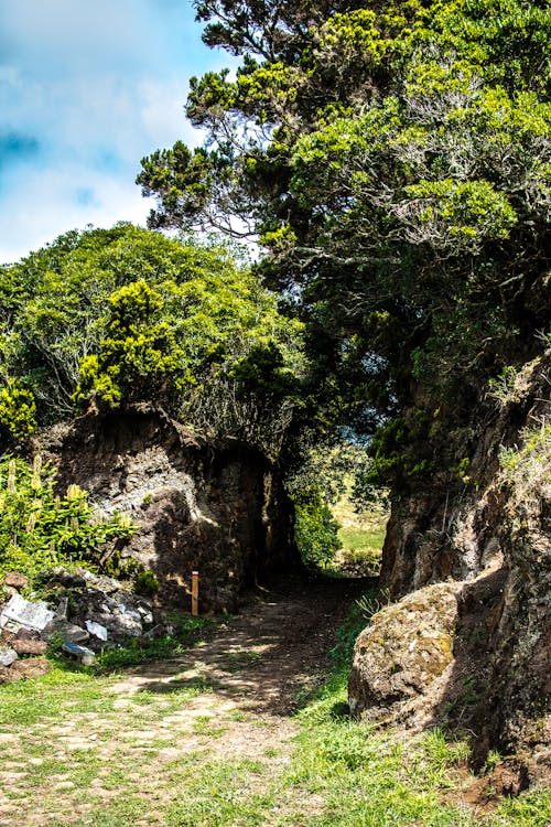 Pathway Between Green Trees at Daytime