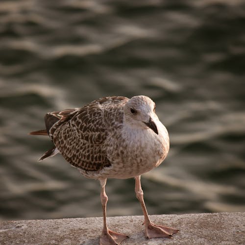 Free European Herring Gull on Gray Concrete Surface Stock Photo