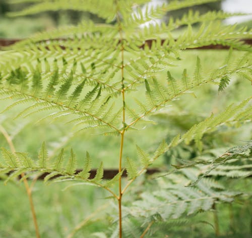 Green Fern Plant in Close Up Photography