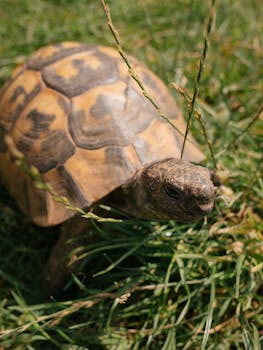 Detailed capture of a tortoise navigating through lush grass on a sunny day.