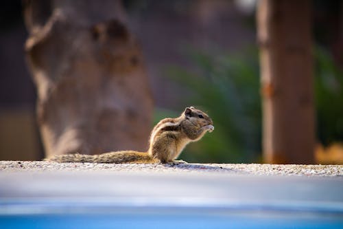 Shallow Focus Photography of Brown Squirrel