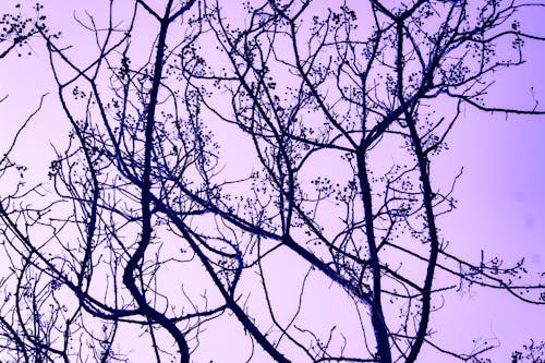 Photography of Tree Branches