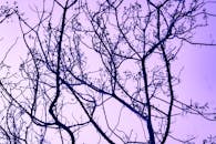 黄昏时分，浆果累累的树枝在充满活力的紫色天空映衬下，呈现出戏剧性的轮廓