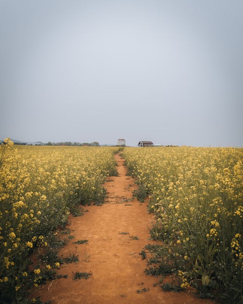 Free Yellow Flower Field Under Blue Sky Stock Photo