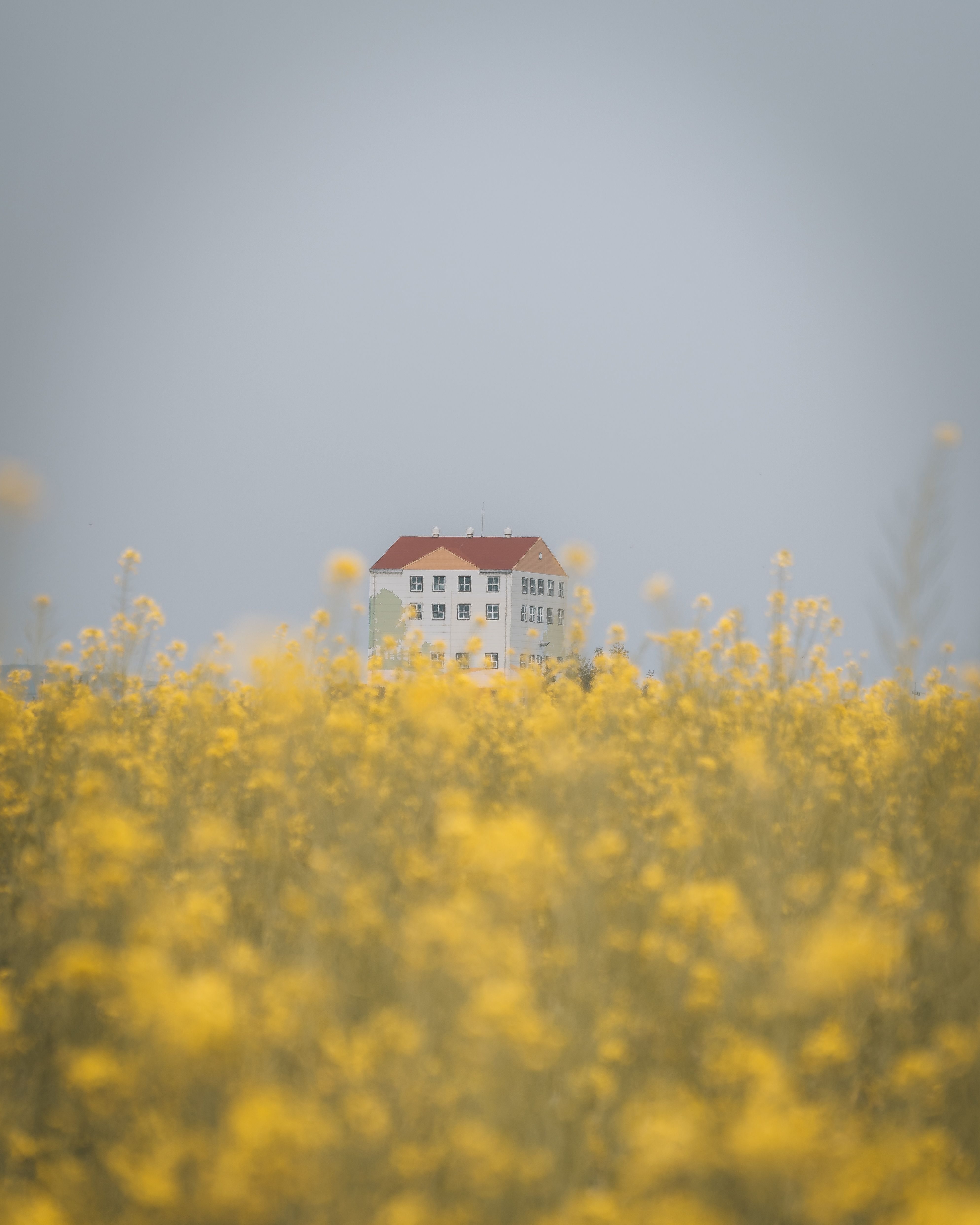 A View of a House from a Field of Flowers · Free Stock Photo