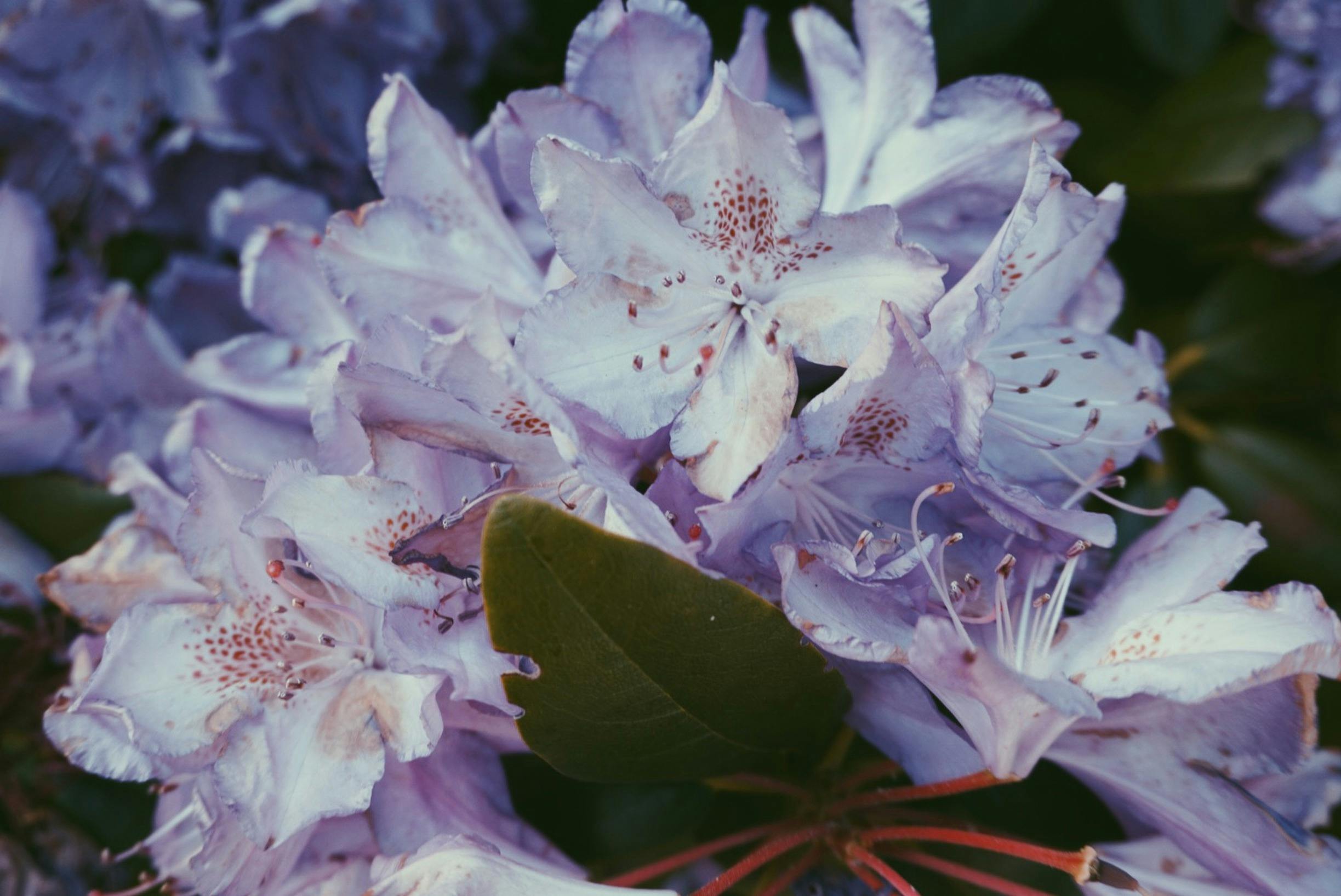 Beautiful close-up of vibrant purple rhododendron flowers in Portland, perfect for floral enthusiasts.