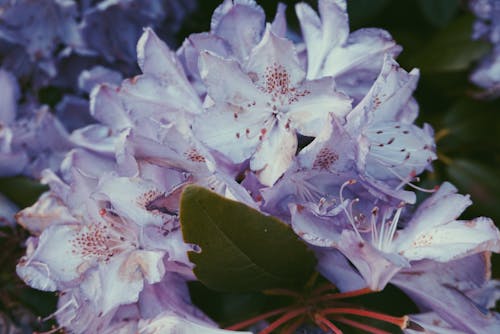 Gratis Fotos de stock gratuitas de bonito, floreciente, flores Foto de stock