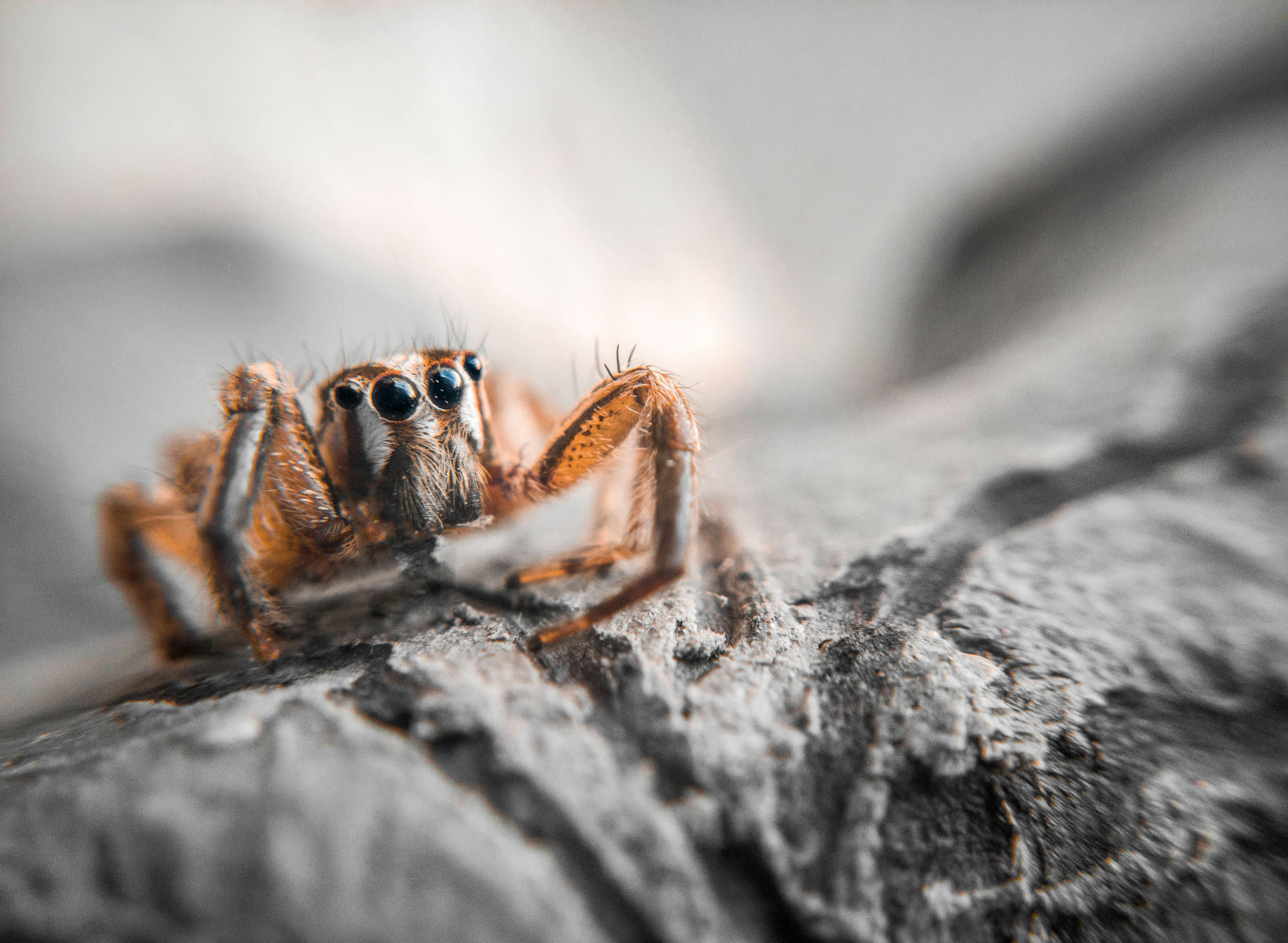 Detailed macro shot of a jumping spider with prominent eyes on a rock surface.