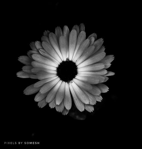 꽃다발, 블랙 앤 화이트의 무료 스톡 사진