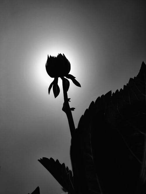 白黒, 美しい花, 花の無料の写真素材