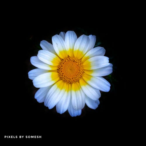 아름다움, 파란 꽃, 하얀 꽃의 무료 스톡 사진