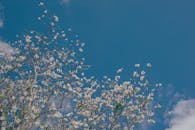 美丽的树枝在清澈蔚蓝的冬季天空映衬下盛开