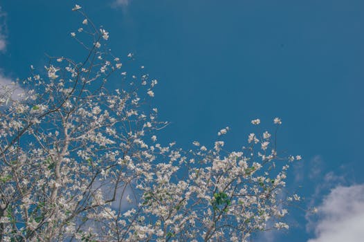 美丽的树枝在清澈蔚蓝的冬季天空映衬下盛开