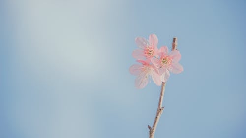 Landschapsfotografie Van Roze Bloemblaadjesbloemen